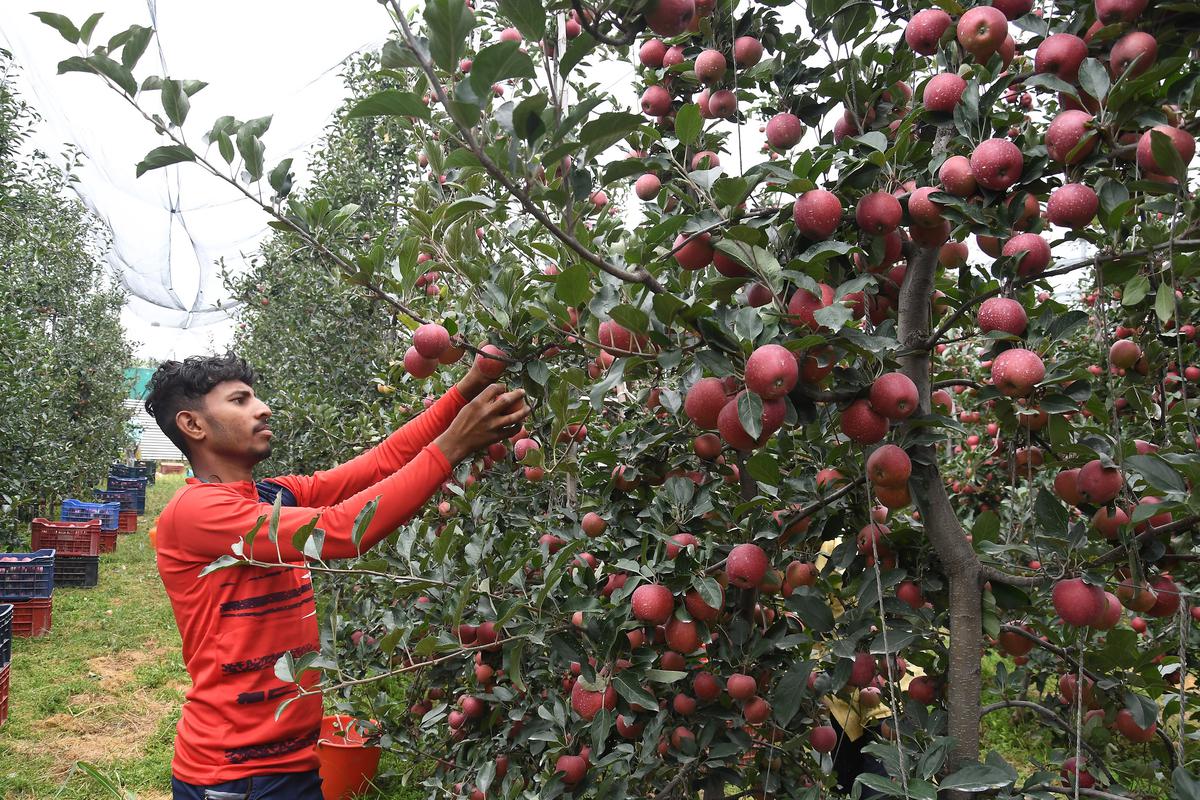 A labourer harvesting hybrid apples at a orchard in Budgam district central Kashmir. File. 