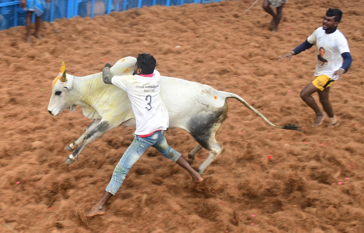 jallikattu22