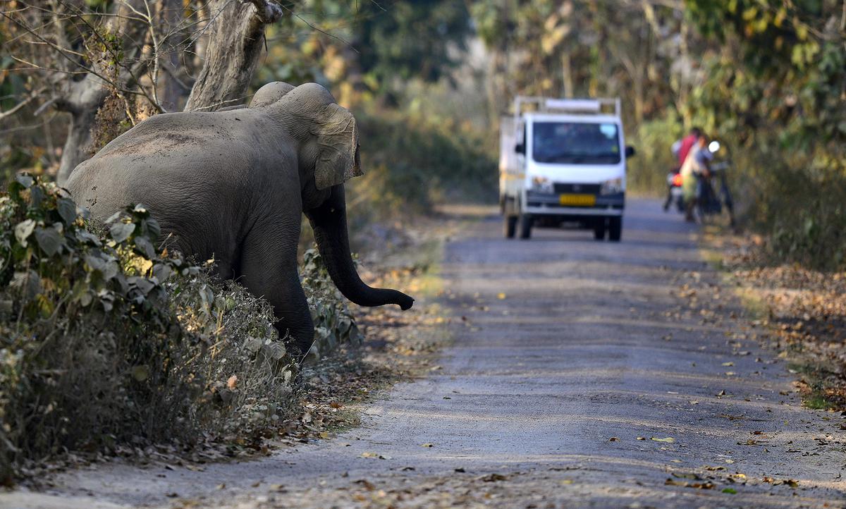 An elephant comes out from the jungle and tries to cross a road to feed in agricultural fields in Amsoi reserve forest in Nagaon district of Assam.