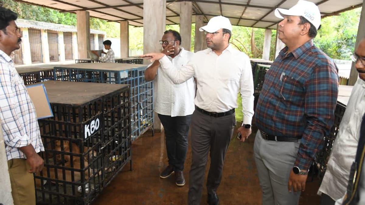 GVMC to scale up dog sterilisations to 100 daily