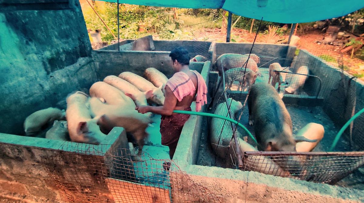 ASF raising alarm over fresh African swine fever cases in Idukki