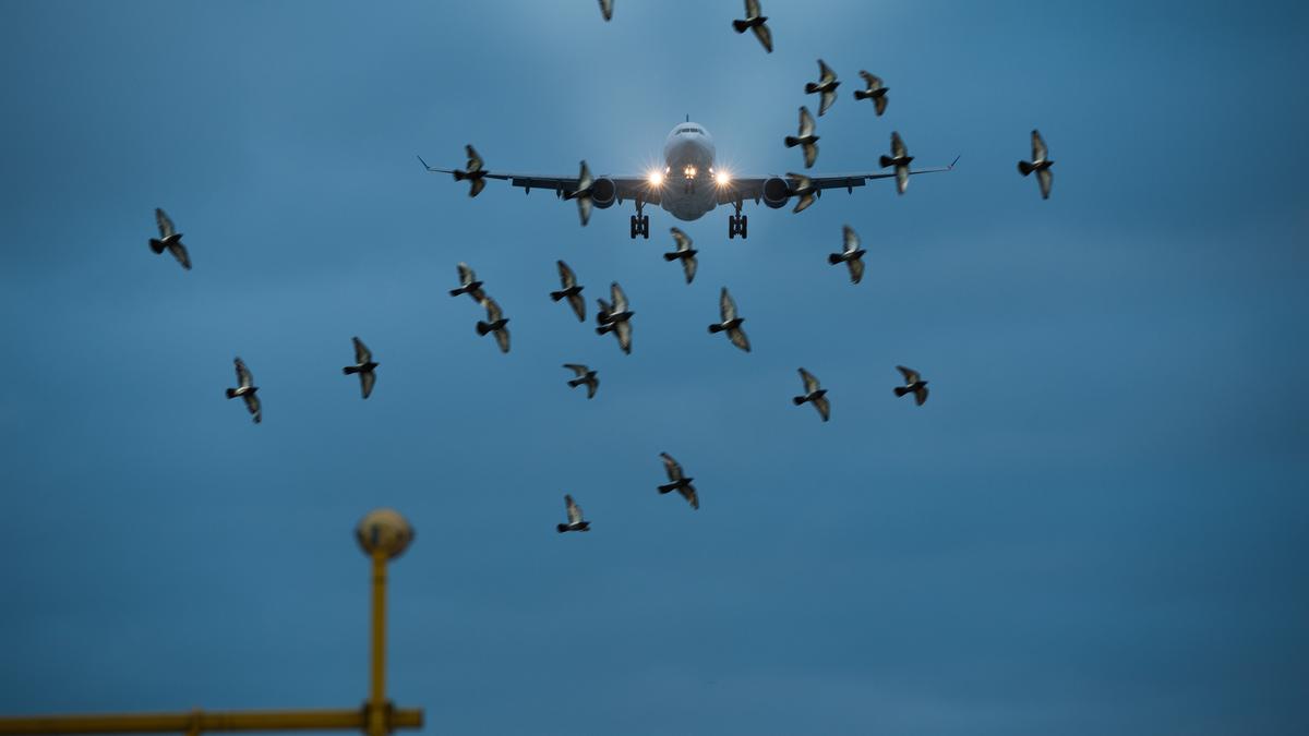 Understanding bird strikes and aviation safety The Hindu