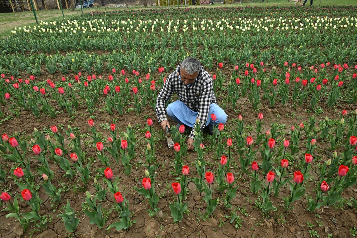 10 मार्च, 2026 को ज़बरवान की तलहटी में ट्यूलिप गार्डन में एक माली काम करता है।