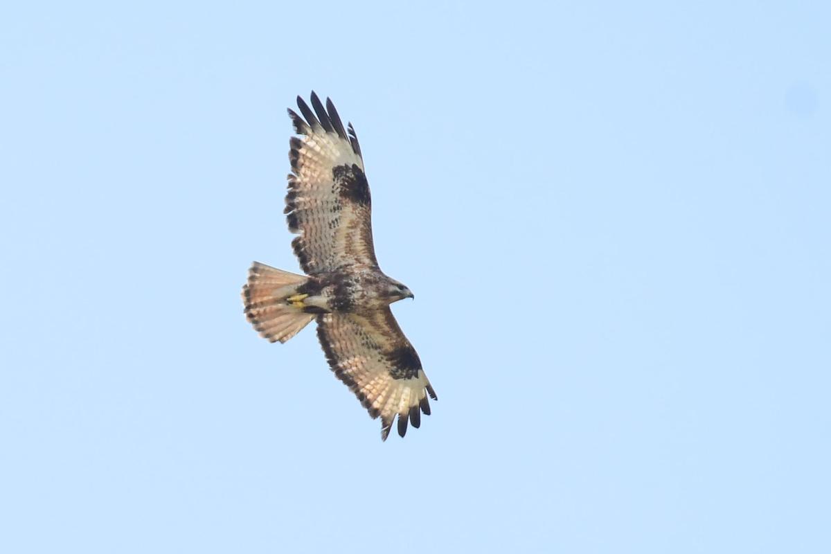 हिमालयन बज़र्ड. फोटो: विशेष व्यवस्था