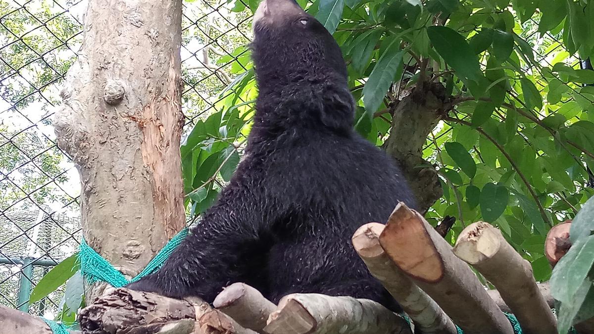Arunachal centre rehabilitates 60 bear cubs in two decades