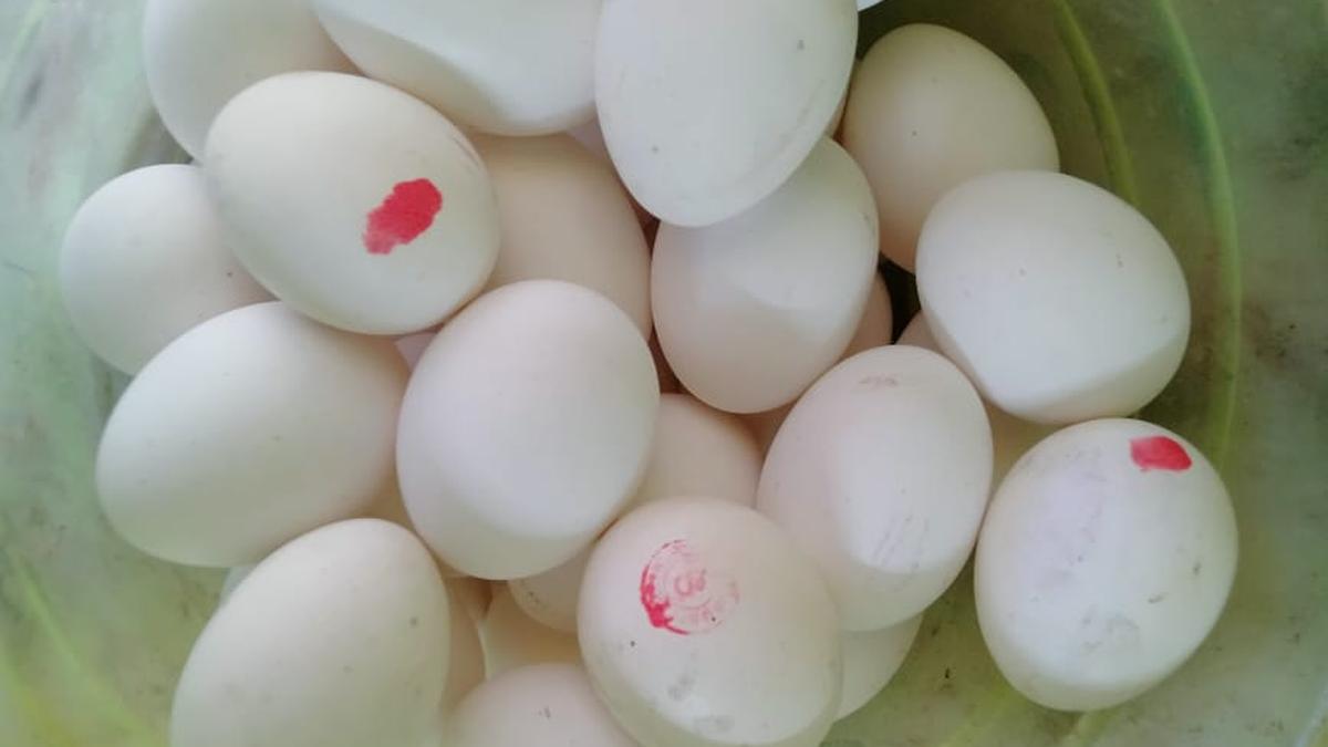 Four people arrested for misusing eggs intended for the state school feeding program