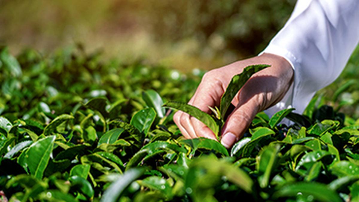 Auction route made must for dust tea in India