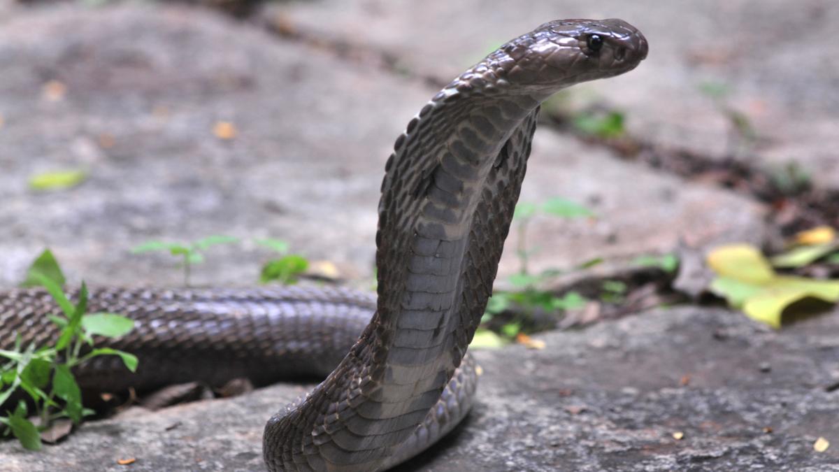 Karnataka saw a sharp rise in recorded snakebites, deaths in 2024