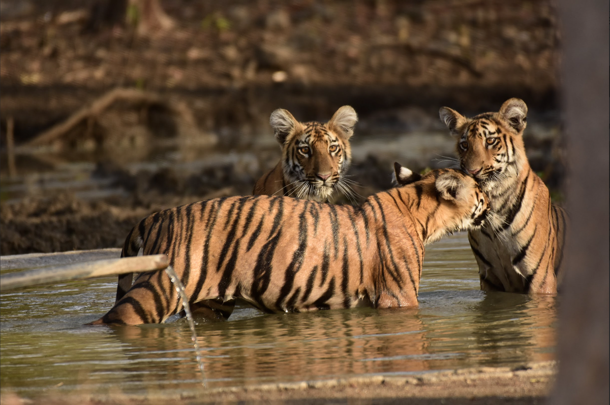 The tigers inside Tipeshwar Sanctuary The tigers inside Tipeshwar Sanctuary