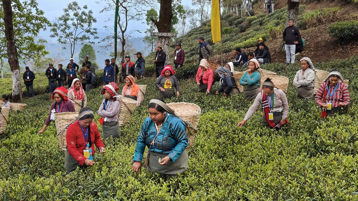 Climate change taking toll on Darjeeling tea gardens and workers