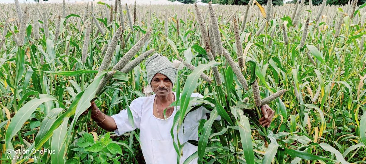 A farmer with his bajra (Pearl Millet) crop. Millets are the traditional crop of India, and can be grown in difficult terrain too. 