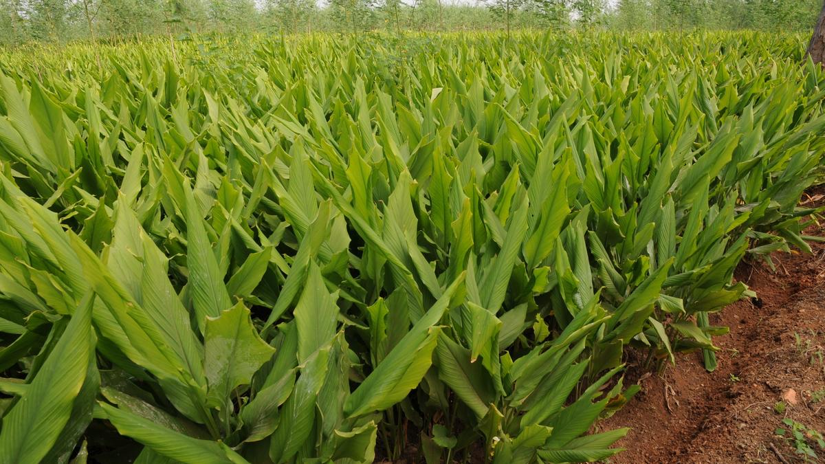In Erode, selling turmeric for Pongal is not for profit but for tradition