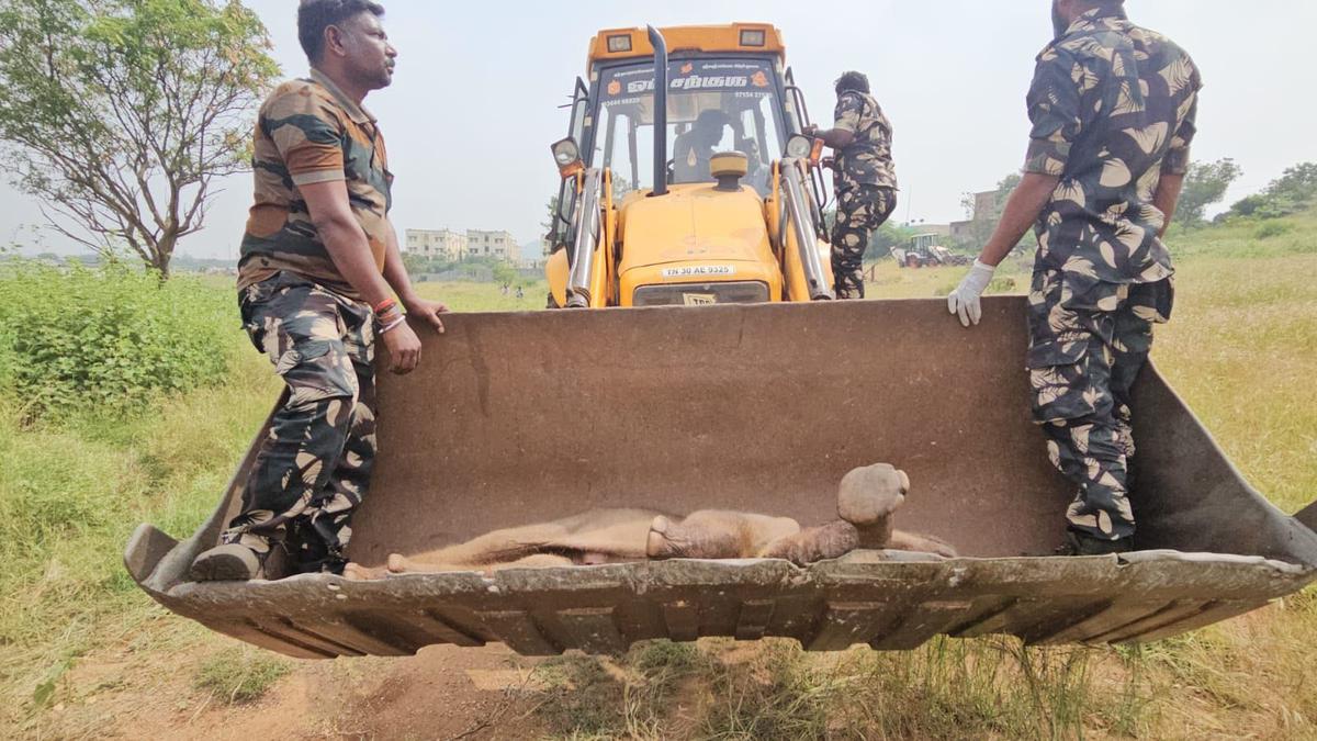 Premature elephant calf dies following carnivore attack near Coimbatore