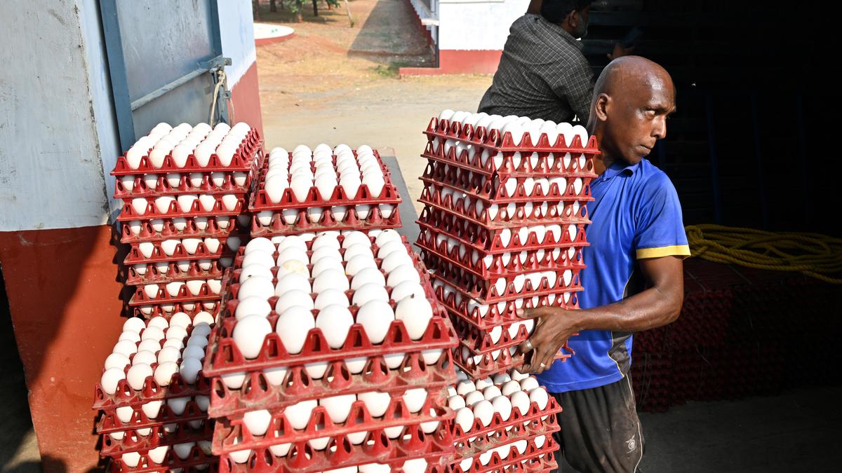 Egg procurement price touches ₹6.35 in Namakkal