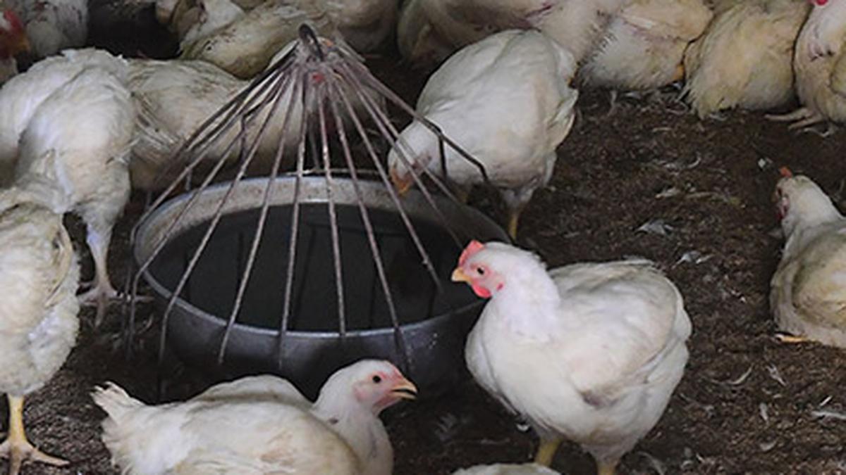 Antimicrobial resistant gene profile found in poultry from Kerala, Telangana: study