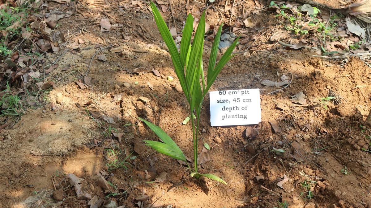 Arecanut Research Centre comes up with recommendation on ideal depth for areca planting