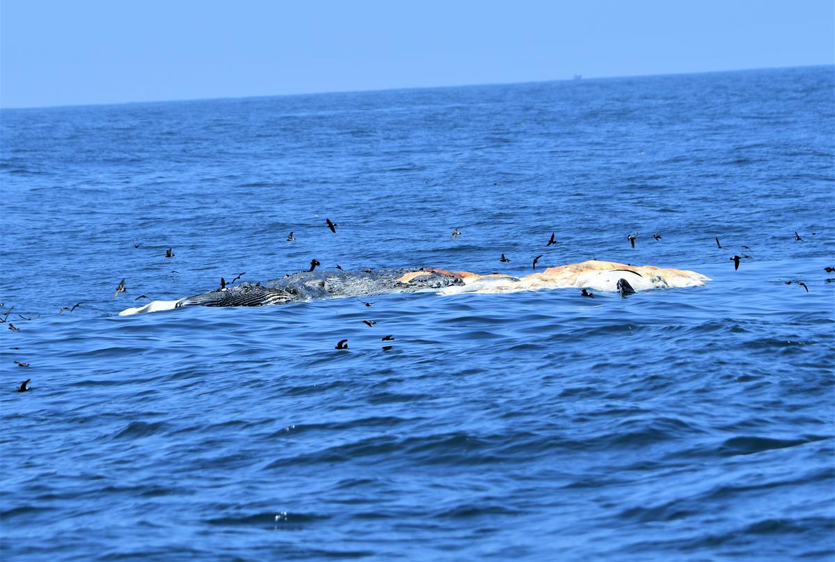 विल्सन्स स्टॉर्म पेट्रेल्स मृत मछलियों की तरह तैरते हुए जानवरों के मलबे पर फ़ीड करते हैं।