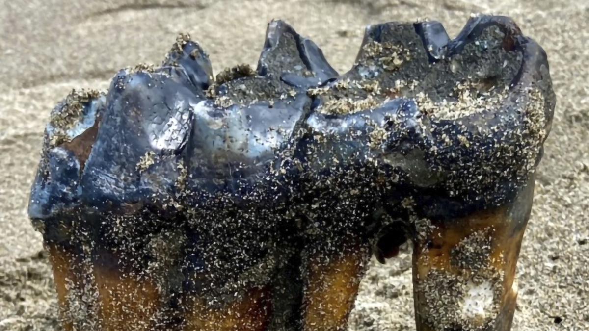 Woman walking on California beach finds ancient mastodon tooth