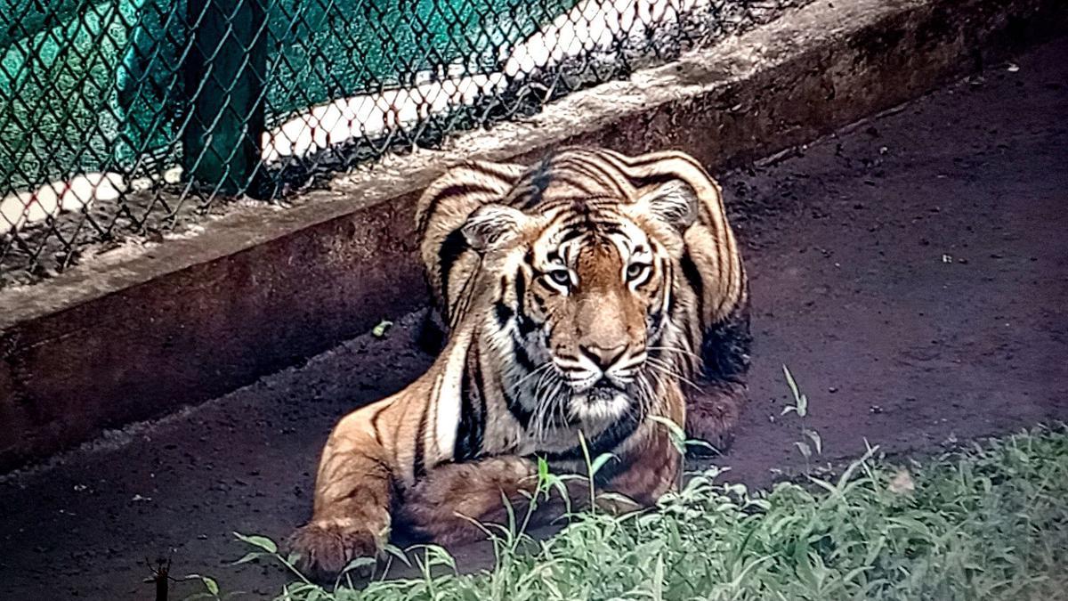 Rewilding of rescued tiger in Anamalai Tiger Reserve continues without large in-situ enclosure for prey animals