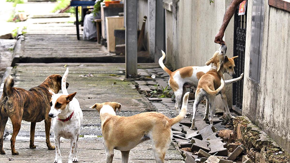 Karnataka High Court notice to Centre, State on plea opposing BBMP’s stray dog microchipping project