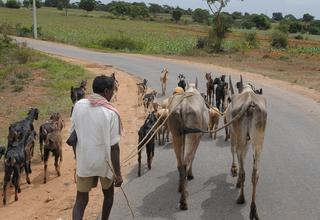 Hindus urge Dillard's to withdraw insensitive “Brahmin” cow