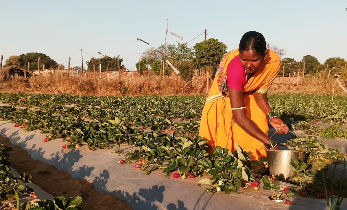 Tribal women busy working at the strawberry farms in Sunabeda. Photo: Special Arrangement
