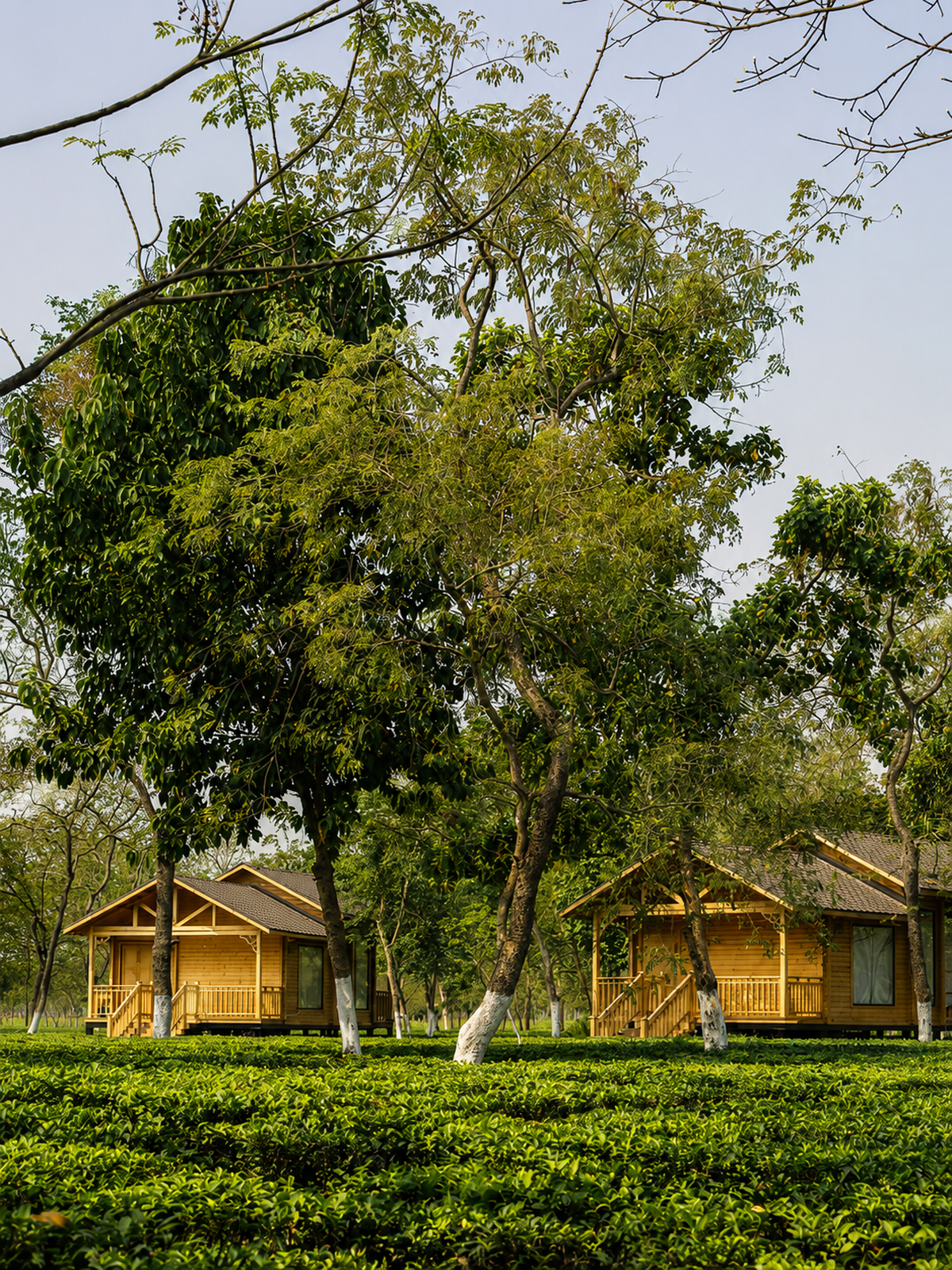 The Postcard in the Durrung Tea Estate