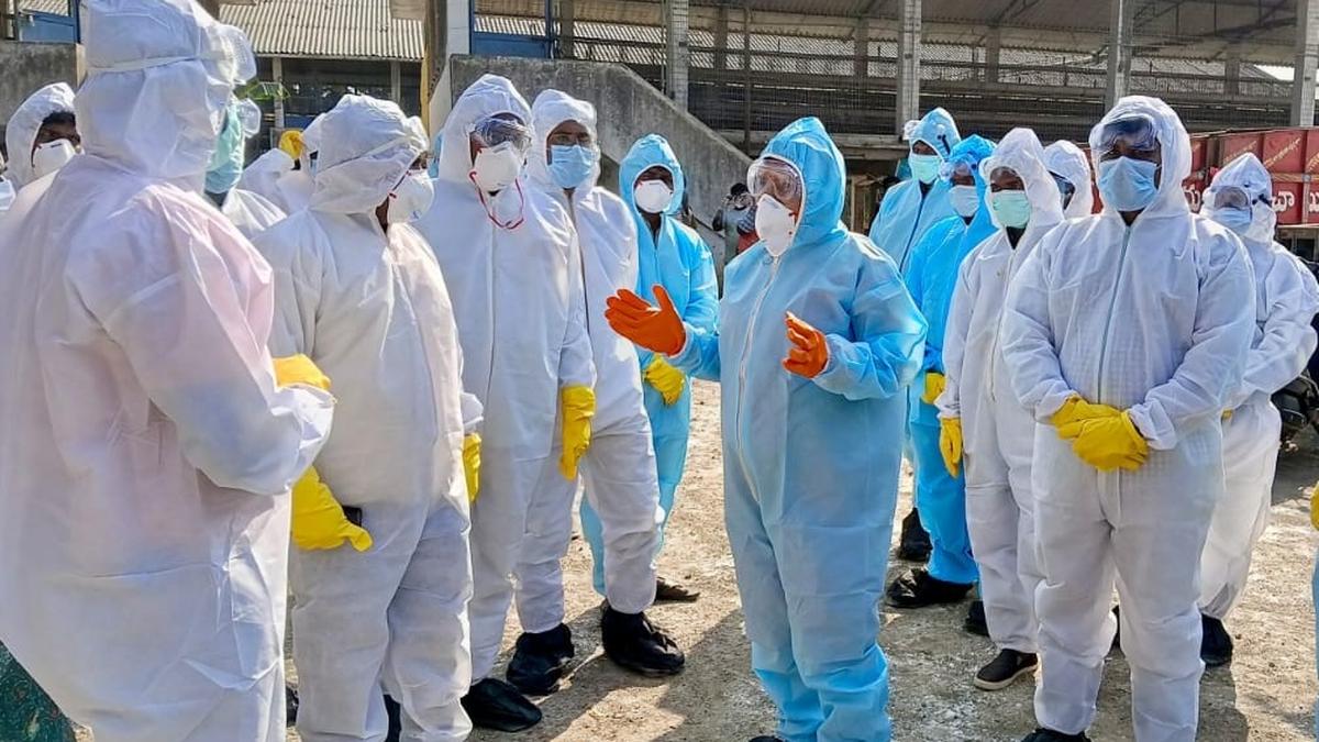Bird flu: mass burial of dead birds begins in West Godavari