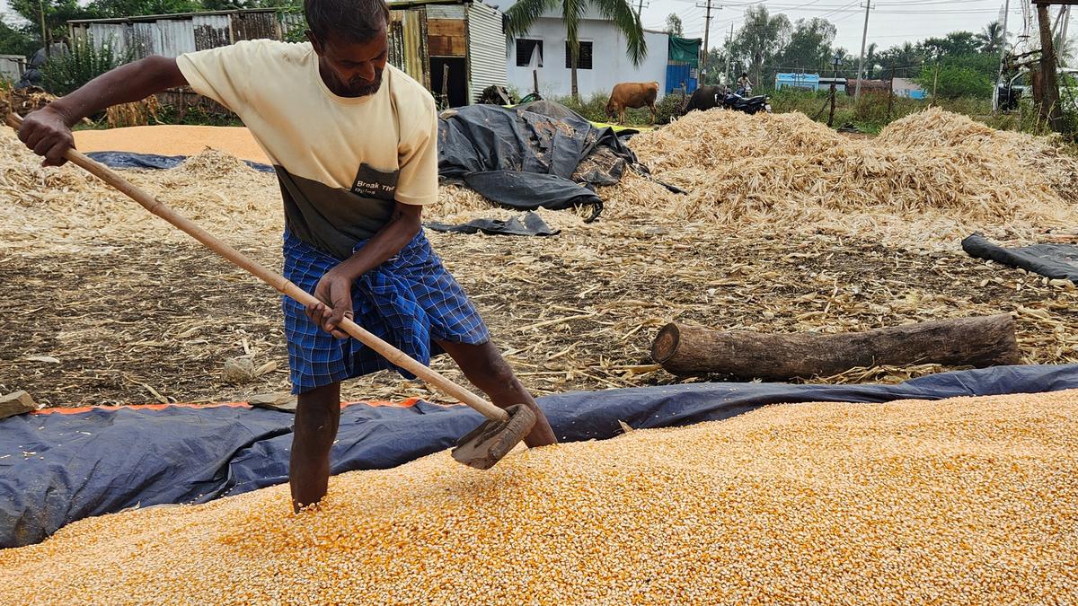 RBI projects 6.7% growth for FY'26 on better Rabi harvest, tax relief by govt