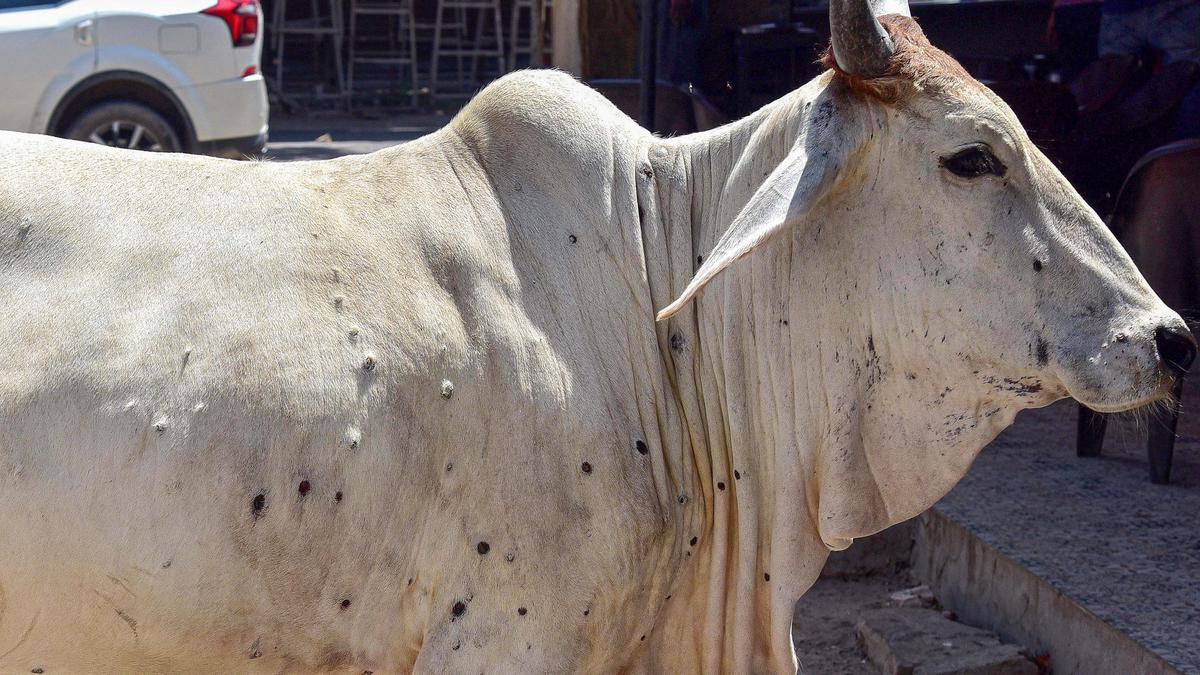 2,171 cattle found infected with Lumpy skin disease in Madhya Pradesh; transportation of bovine animals banned