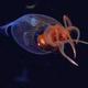 Digital fossil-mining finally reveals origin of squids 2 SCI Colossal Squid 70331