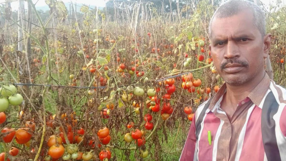 Changing landscape of tomato trade in Madanapalle of A.P.