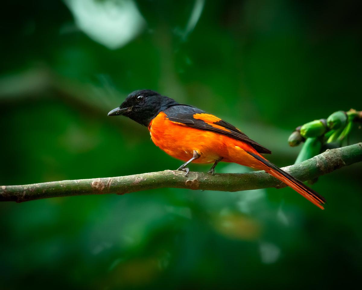 Orange minivet 