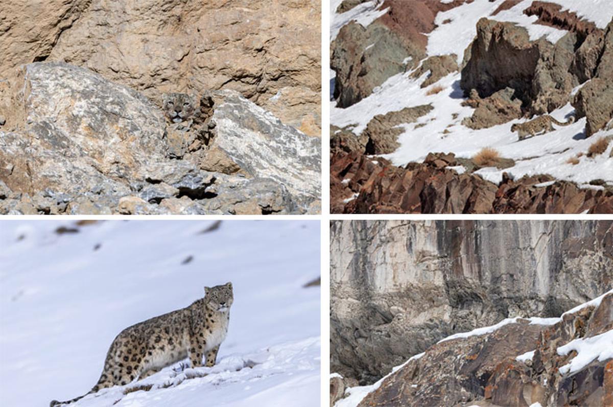 Spot the Snow Leopard, photos by Ismail Shariff