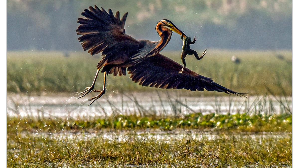 International Tiger Day: A wildlife photography exhibition in Visakhapatnam on June 29 and 30