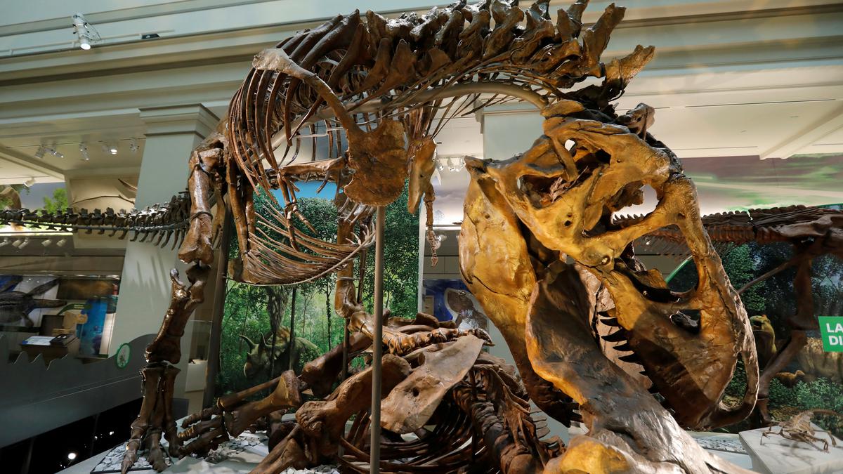 Bone study transforms understanding of dinosaur growth