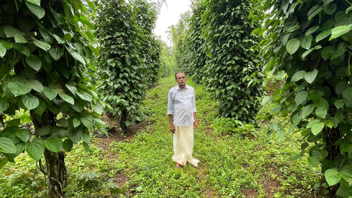 Meet the Kerala farmer brewing India’s first tender coconut wine