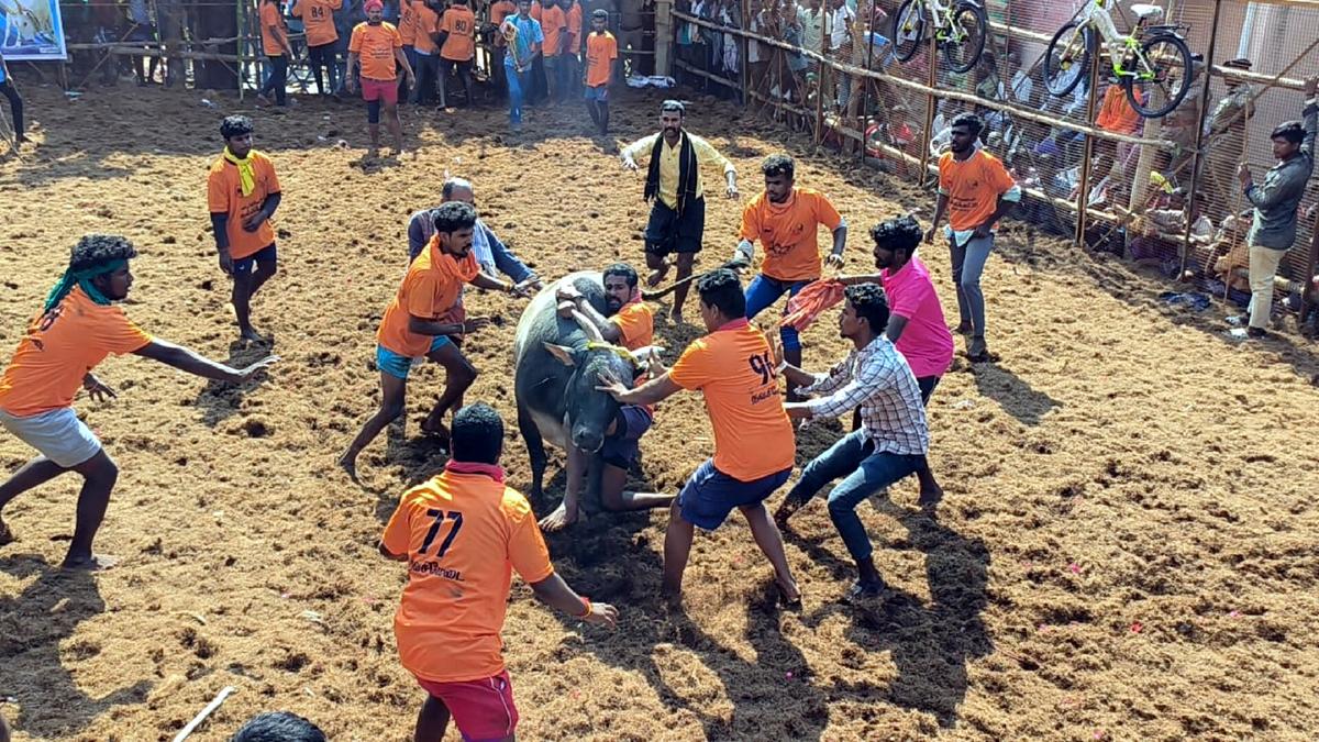 21 persons injured in jallikattu held near Dindigul