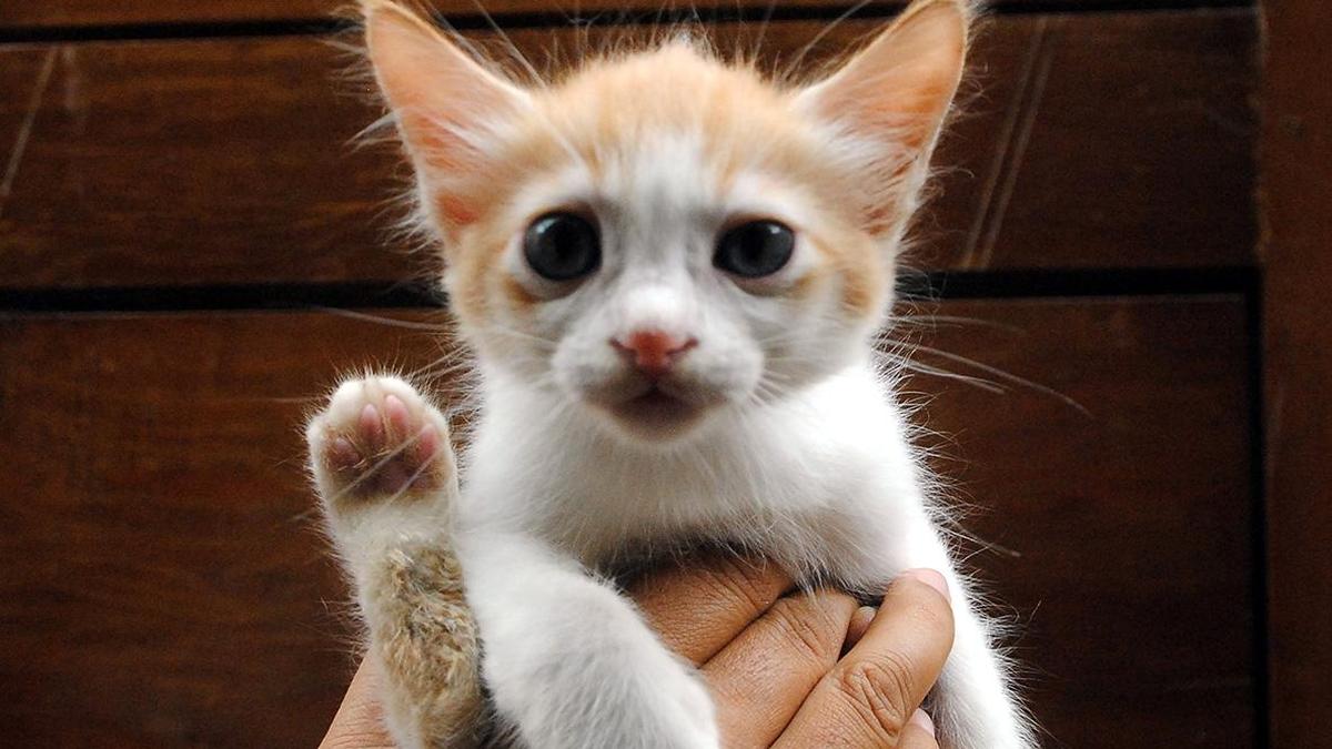 Cat ‘custody’ row between neighbours ends amicably after Hoysala police intervention in Bengaluru