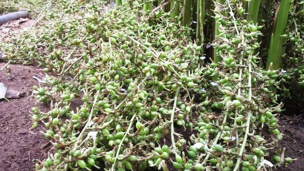 Changing climate affects cardamom sector in&nbsp;
Idukki