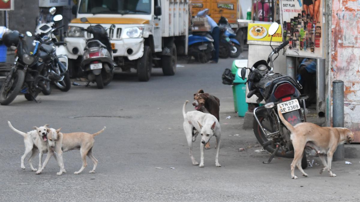 Residents in parts of north Chennai struggle as stray dog menace grows -  The Hindu