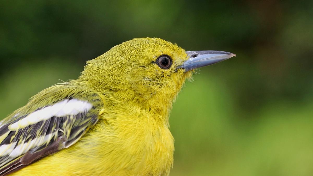 More than 200 bird species sighted in Papikonda National Park