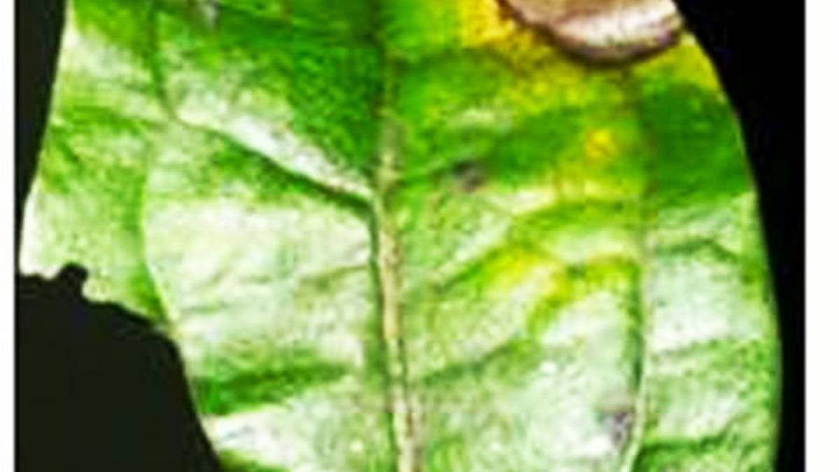 Scientists discover a new fungal plant pathogen species in Kerala