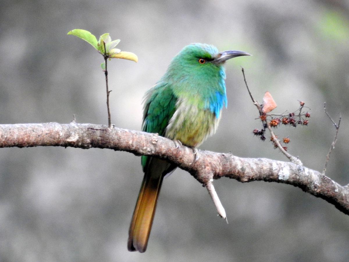 Endemic Birds of India T-shirts - Bird Count India