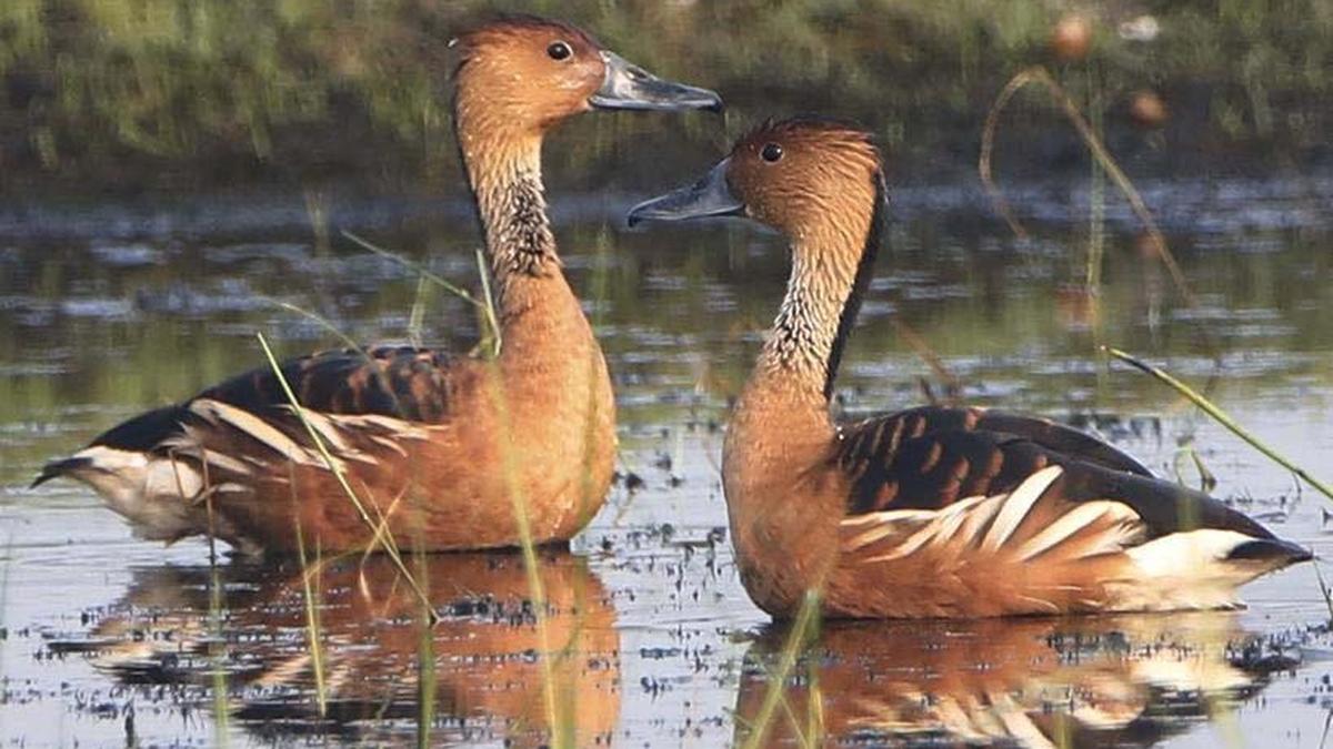 Bids invited for construction of International Bird Centre in Villupuram