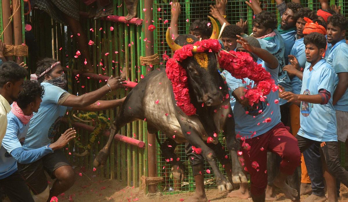 Jongeren proberen een stier te temmen bij een jallikattu in het dorp Koothappar in Tiruchi 