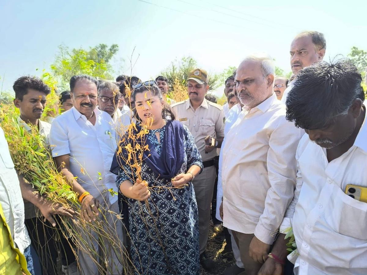 Deputy Commissioner Fouzia Taranum visited farmers whose red gram crops had been hit, in Kalaburagi district on November 28, 2024.   