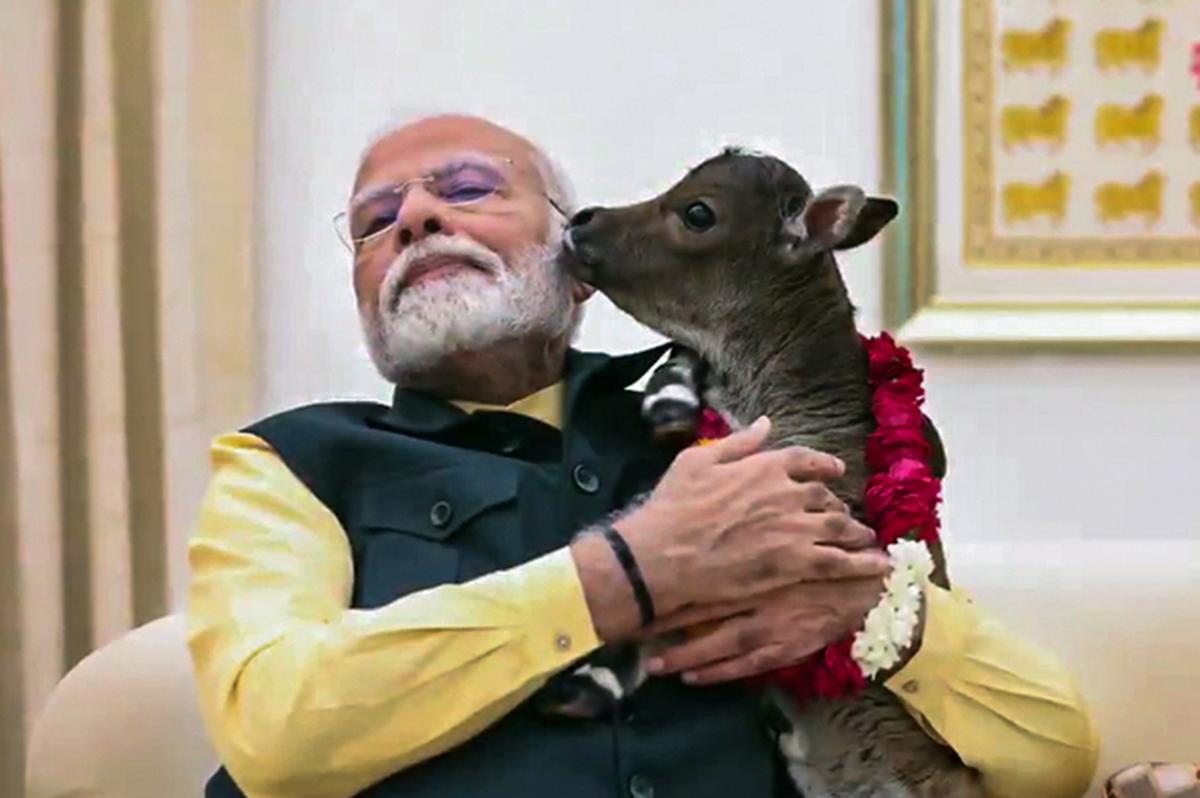 Prime Minister Narendra Modi with the calf Deepjyoti.