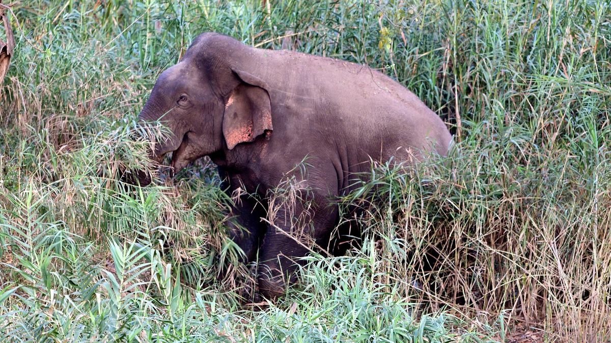 Operation to tranquilise, translocate wild ‘makhna’ elephant back to forest, begins