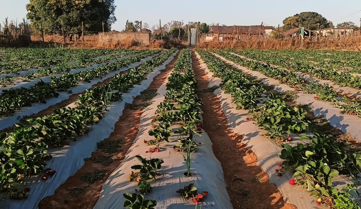 A strawberry farm at Sunabeda in Koraput district of Odisha. Photo: Special Arrangement